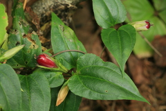 Tripterospermum trinervium