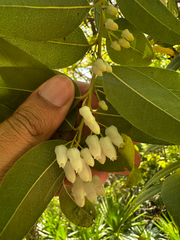 Agarista populifolia, photograph (c) Ashwin Srinivasan, some rights reserved (CC BY)