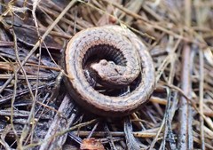 Batrachoseps gavilanensis