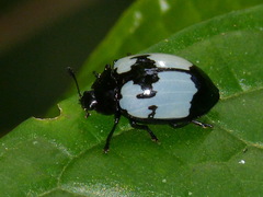 Barytopus laevigatus