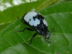 Barytopus laevigatus