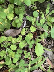 Lysimachia japonica