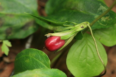 Tripterospermum trinervium