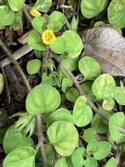Lysimachia japonica