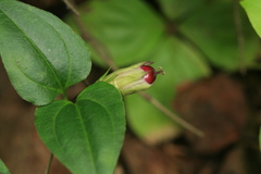 Tripterospermum trinervium