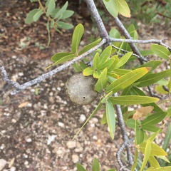 Amphibolips trizonata