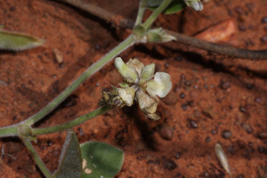 Glycine lactovirens