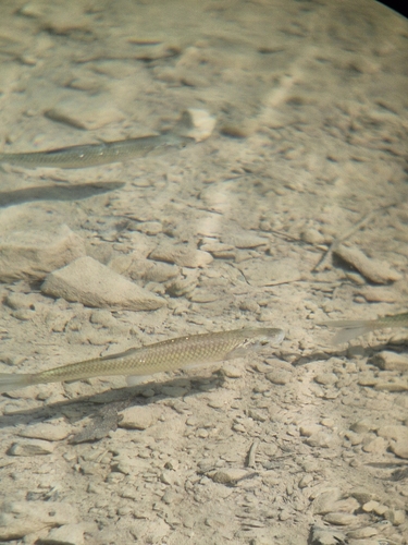 Squalius squalus