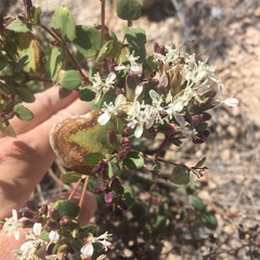 Guardiola platyphylla