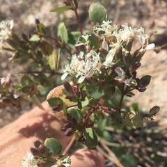 Guardiola platyphylla