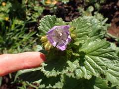 Phacelia grandiflora