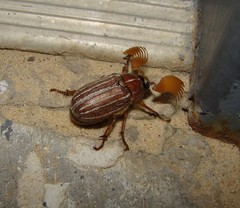 Polyphylla monahansensis