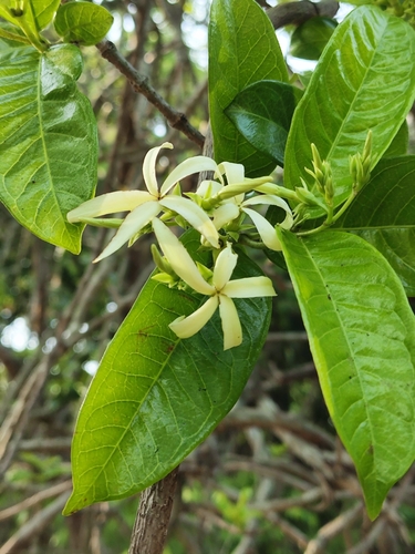 Amphineurion marginatum observed 2026-04-11
