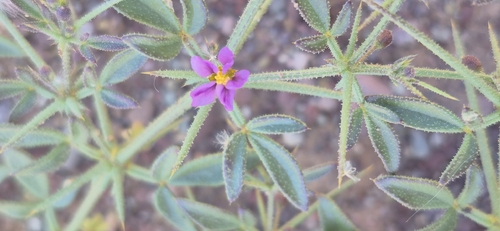 Fagonia longispina