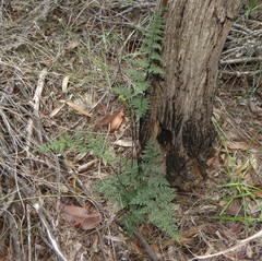 Cheilanthes tenuifolia