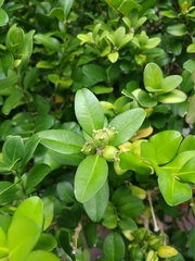 Buxus liukiuensis