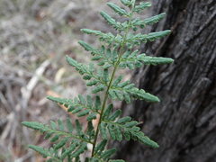 Cheilanthes tenuifolia