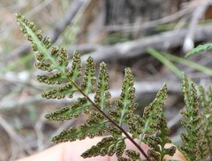 Cheilanthes tenuifolia