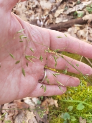 Poa autumnalis