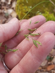 Poa autumnalis