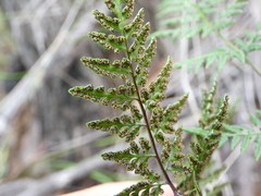 Cheilanthes tenuifolia
