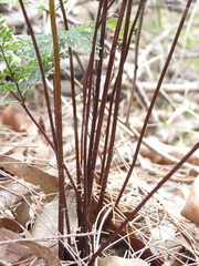 Cheilanthes tenuifolia