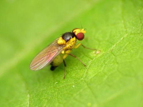 Liriomyza eupatoriella