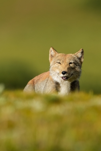 Tibetan Fox