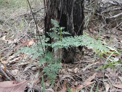 Cheilanthes tenuifolia