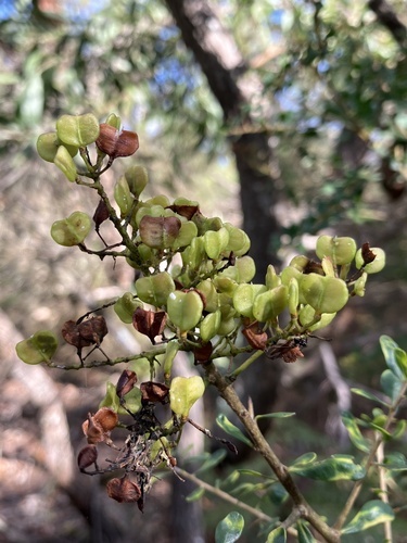 Australian Blackthorn