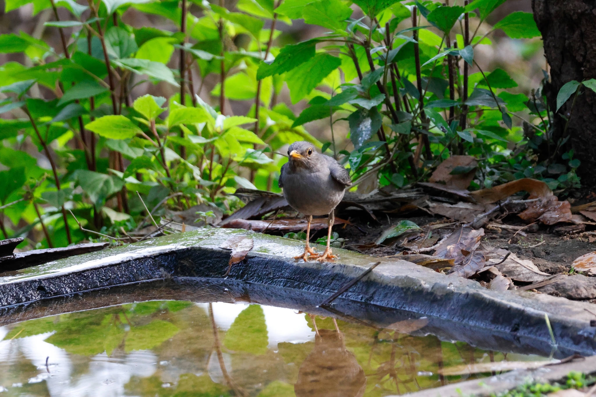 Tickell's Thrush (Turdus unicolor), photo 6