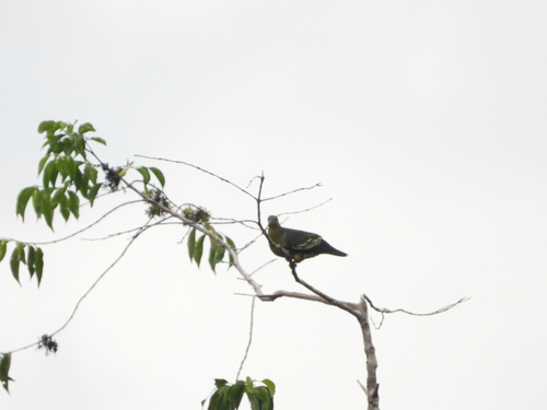 Cinnamon-headed Green Pigeon (Treron fulvicollis)