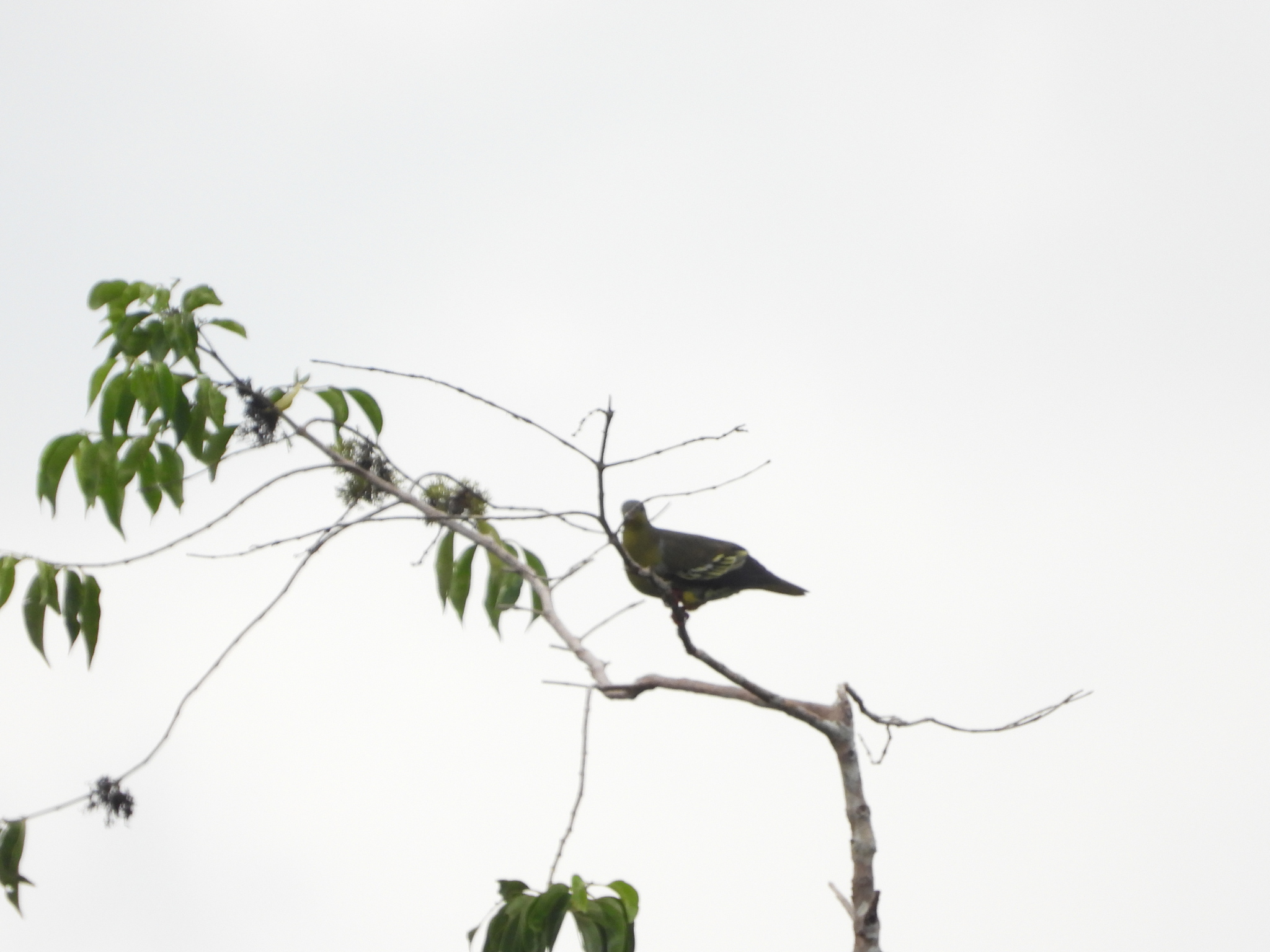 Cinnamon-headed Green Pigeon (Treron fulvicollis), photo 1