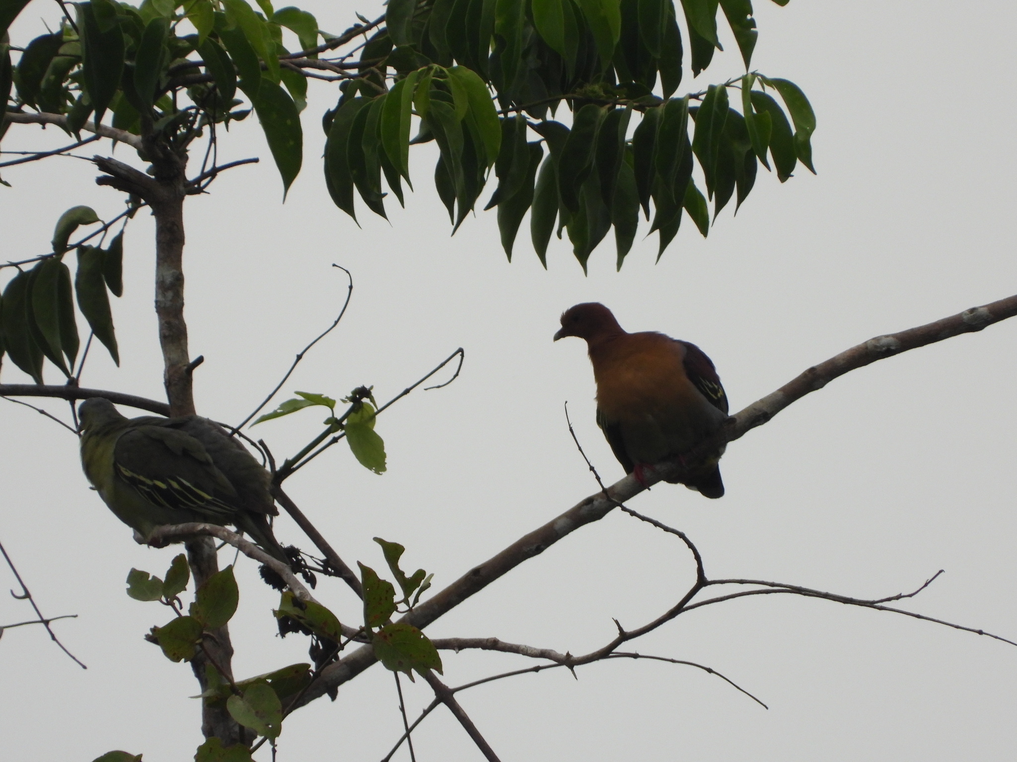 Cinnamon-headed Green Pigeon (Treron fulvicollis), photo 3