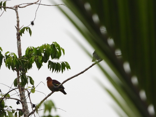 Cinnamon-headed Green Pigeon (Treron fulvicollis), photo 2