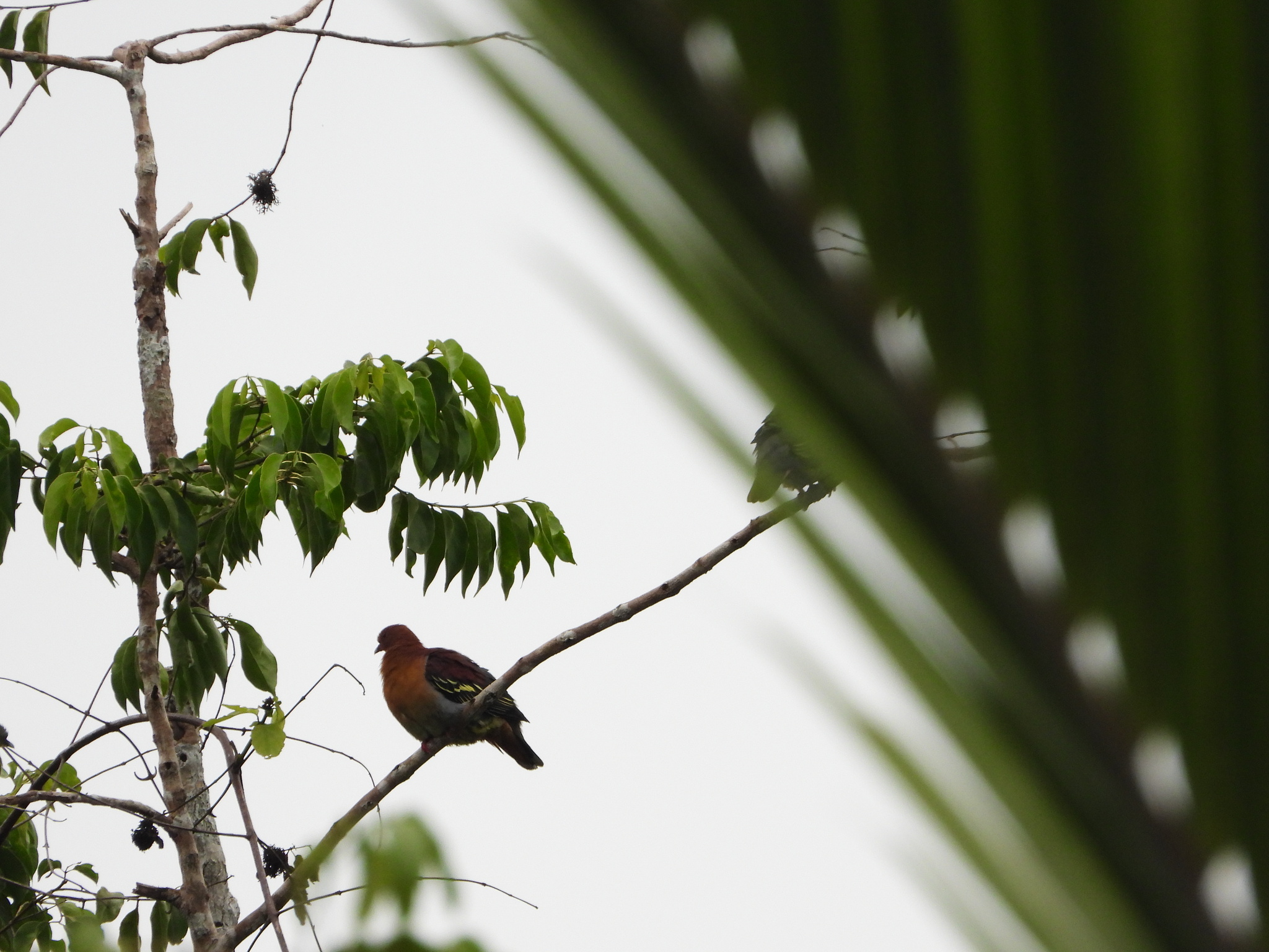 Cinnamon-headed Green Pigeon (Treron fulvicollis), photo 2