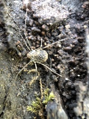 Ortholasma rugosum
