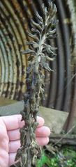 Gastrodia molloyi