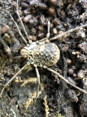 Ortholasma rugosum