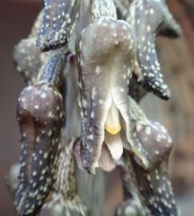Gastrodia molloyi