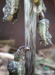 Gastrodia molloyi