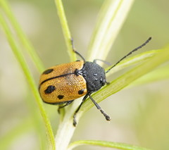 Cadmus litigiosus