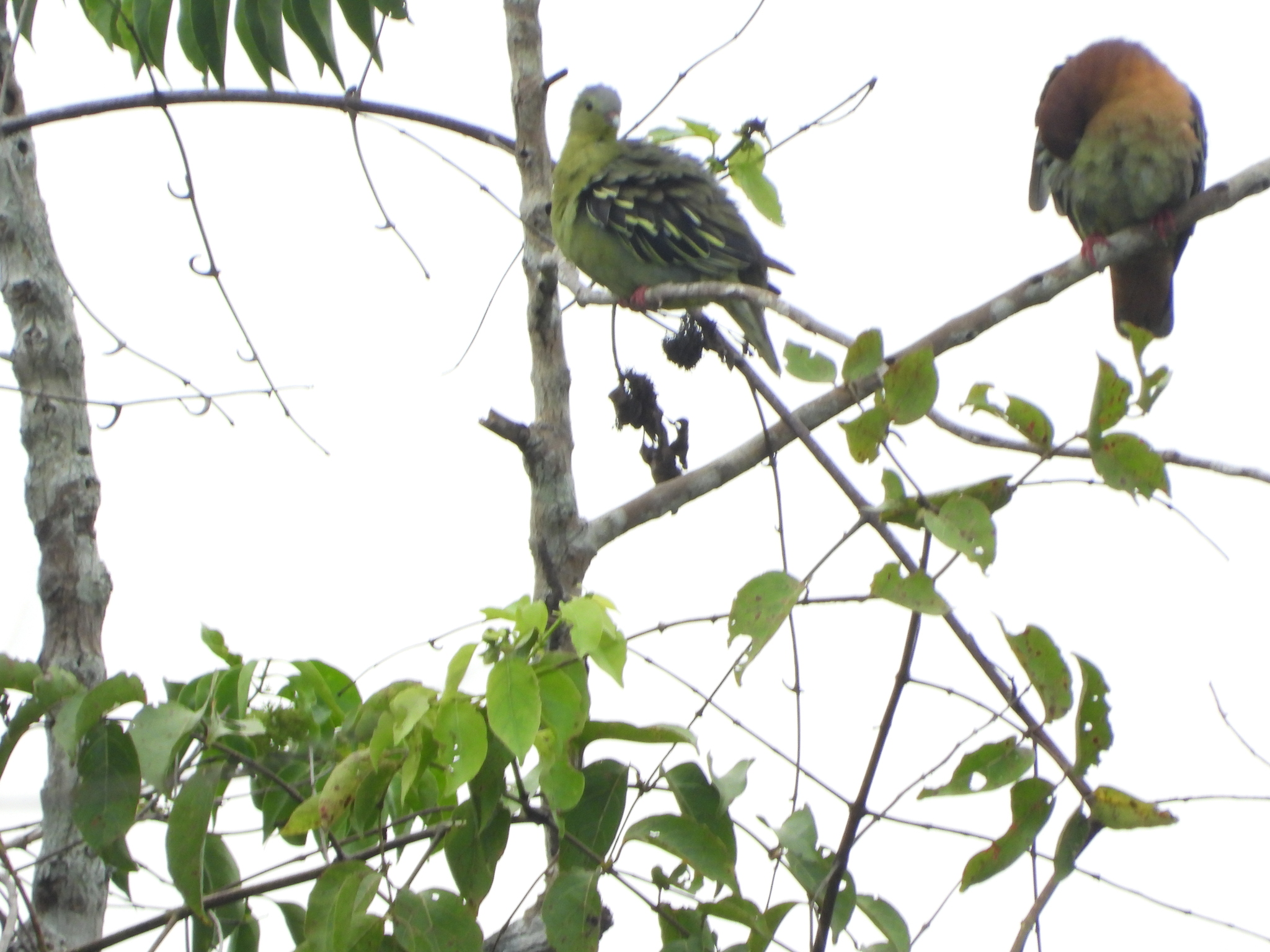 Cinnamon-headed Green Pigeon (Treron fulvicollis), photo 4