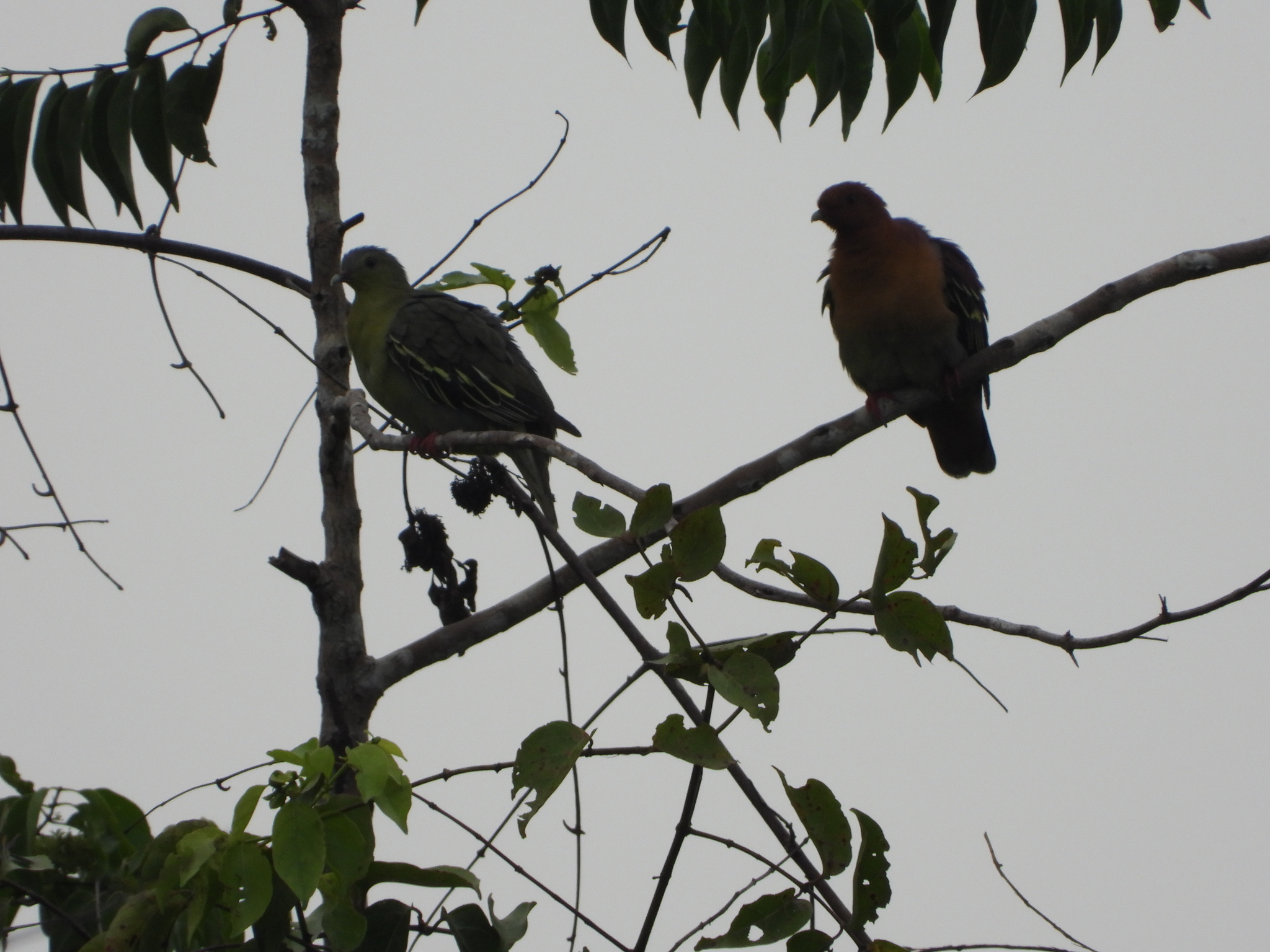 Cinnamon-headed Green Pigeon (Treron fulvicollis), photo 5