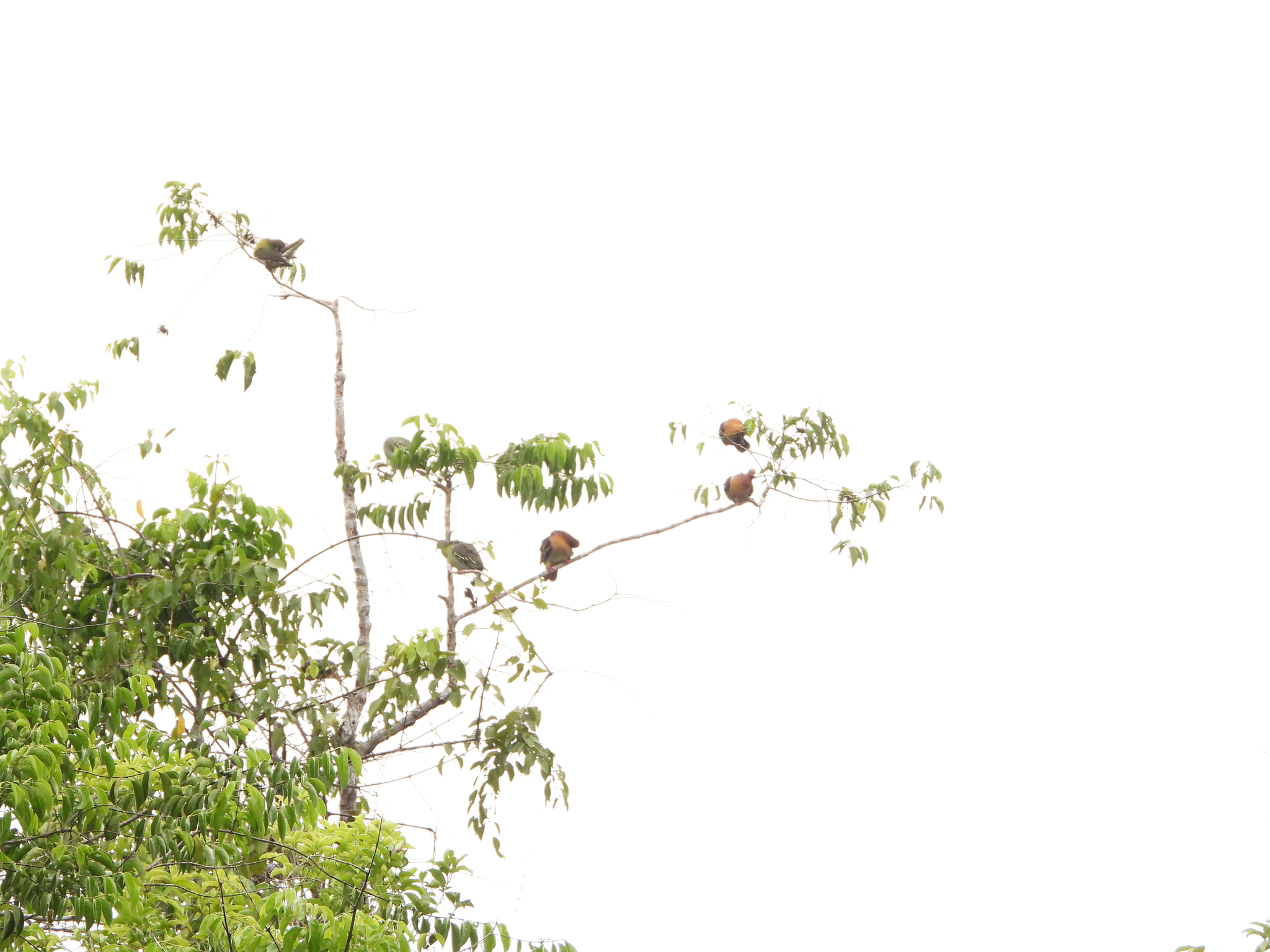 Cinnamon-headed Green Pigeon (Treron fulvicollis), photo 6