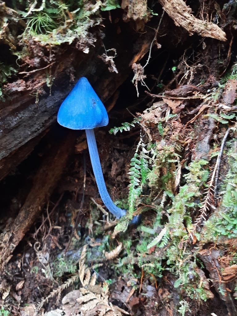 Entoloma hochstetteri · April 2026 · photo: © davidwhyte (iNaturalist, cc-by-sa)