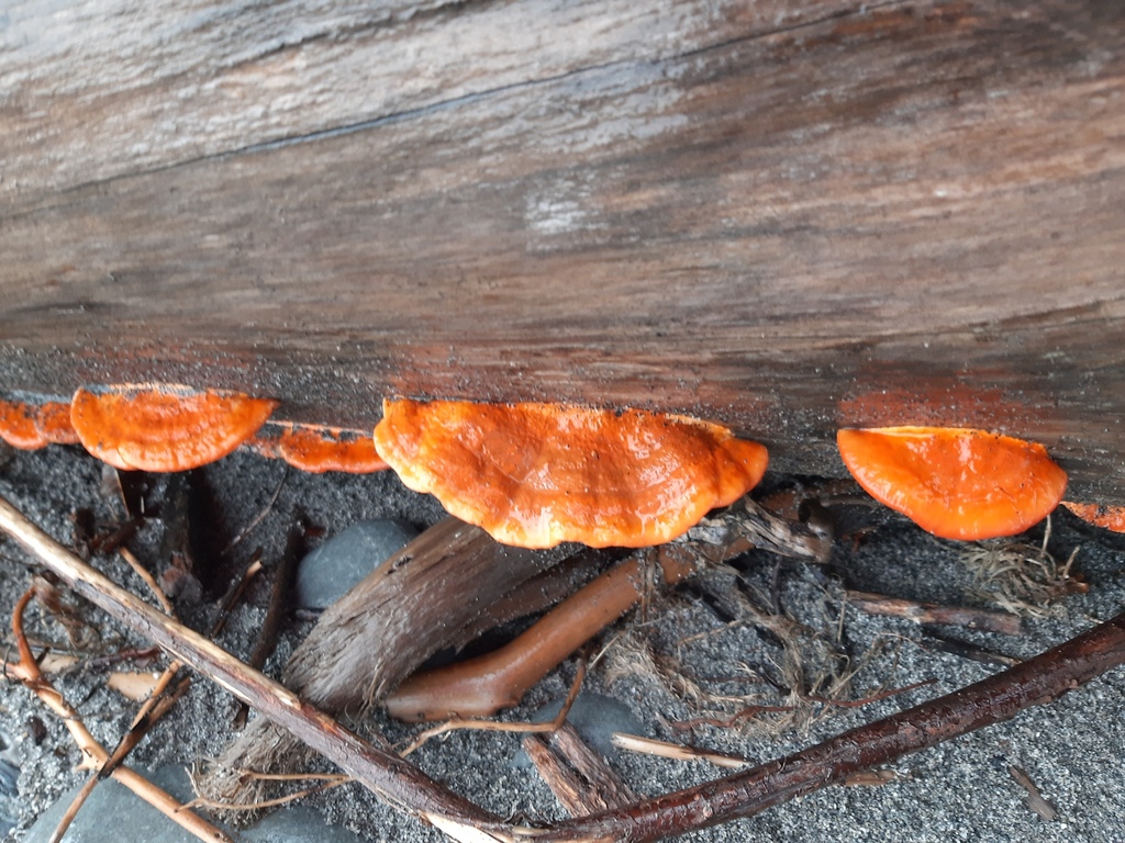 Trametes coccinea · April 2026 · photo: © davidwhyte (iNaturalist, cc-by-sa)