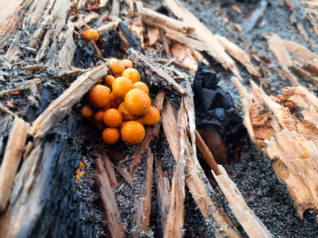 Gymnopilus junonius · April 2026 · photo: © davidwhyte (iNaturalist, cc-by-sa)