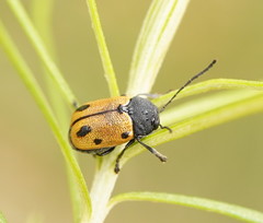 Cadmus litigiosus