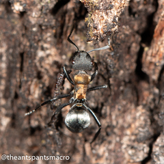 Polyrhachis ornata